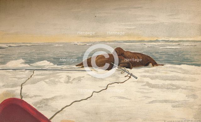 'Walruses Killed Off The East Coast of the Taimyr Peninsula, 12th September 1893, (1897). Artist: Fridtjof Nansen.