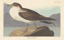 Wandering Shearwater, 1835. Creator: Robert Havell