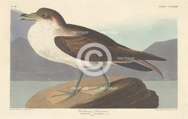 Wandering Shearwater, 1835. Creator: Robert Havell.