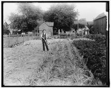 War Garden, between 1910 and 1920. Creator: Harris & Ewing