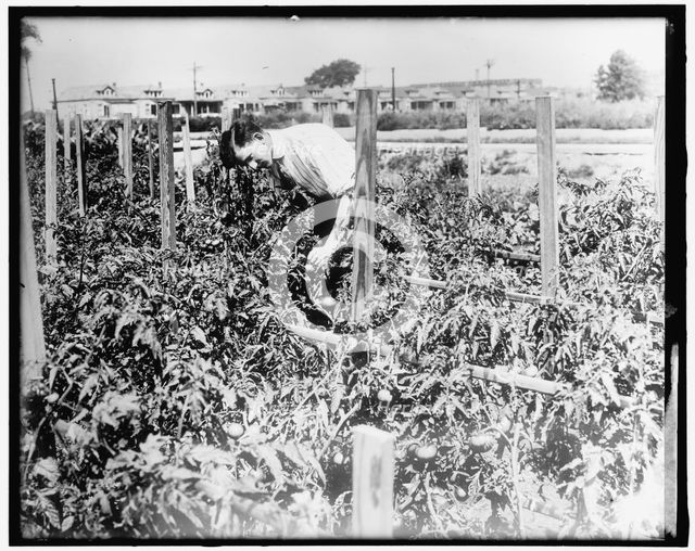 War Garden, between 1910 and 1920. Creator: Harris & Ewing.