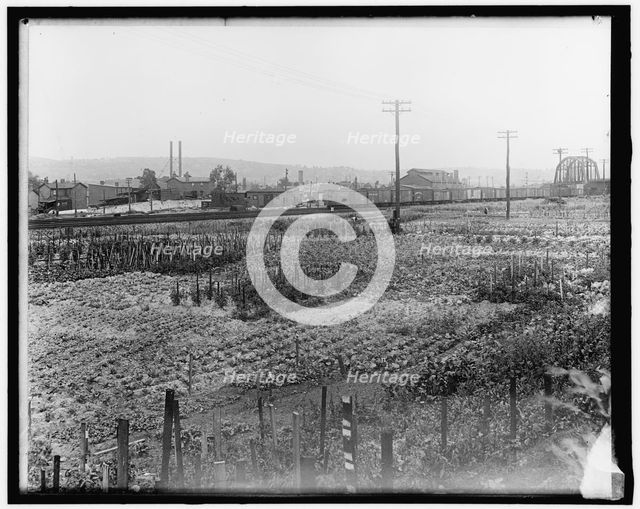 War Garden Commission, between 1910 and 1920. Creator: Harris & Ewing.