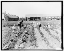 War Garden Commission, between 1910 and 1920. Creator: Harris & Ewing