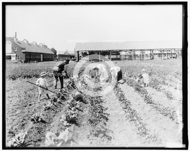 War Garden Commission, between 1910 and 1920. Creator: Harris & Ewing.