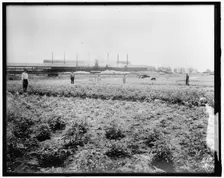 War Garden Commission, between 1910 and 1920. Creator: Harris & Ewing