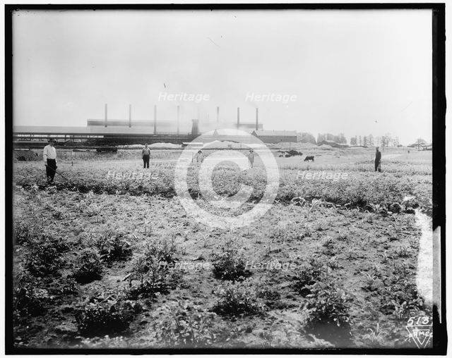 War Garden Commission, between 1910 and 1920. Creator: Harris & Ewing.