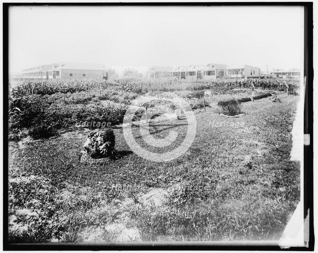 War Garden Commission, between 1910 and 1920. Creator: Harris & Ewing.