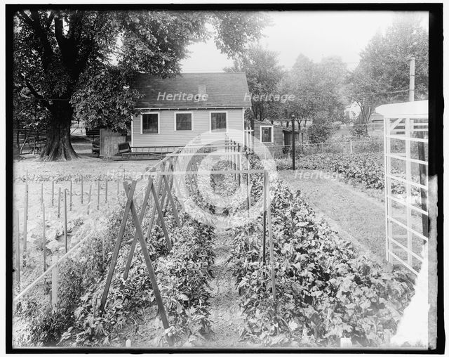 War Garden Commission, between 1910 and 1920. Creator: Harris & Ewing.