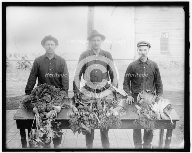 War Garden Commission, between 1910 and 1920. Creator: Harris & Ewing.