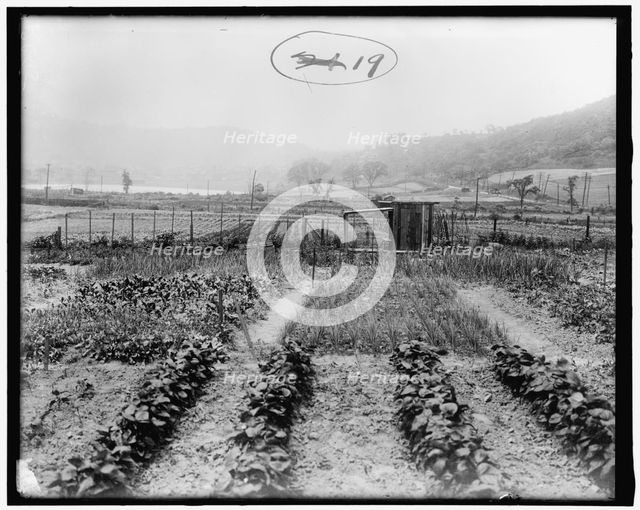 War Garden Commission, between 1910 and 1920. Creator: Harris & Ewing.