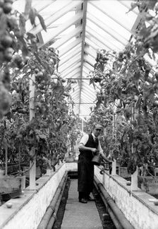 War time gardening activities, York, Yorkshire, 1941
