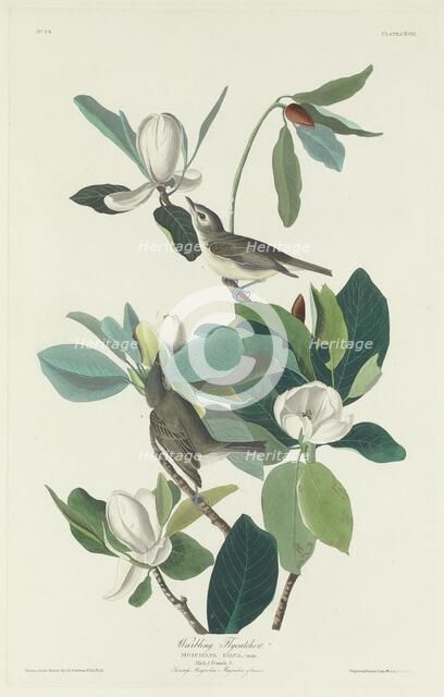 Warbling Flycatcher, 1831. Creator: Robert Havell.