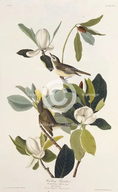 Warbling Flycatcher. From "The Birds of America", 1827-1838. Creator: Audubon, John James (1785-1851).