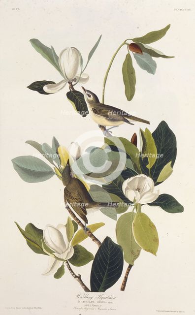 Warbling Flycatcher. From "The Birds of America", 1827-1838. Creator: Audubon, John James (1785-1851).