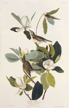 Warbling Flycatcher. From "The Birds of America", 1827-1838. Creator: Audubon, John James (1785-1851)