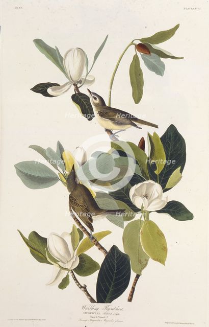 Warbling Flycatcher. From "The Birds of America", 1827-1838. Creator: Audubon, John James (1785-1851).
