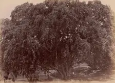 Waringin, (Banyan), 1860s-70s. Creator: Unknown