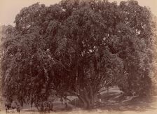 Waringin, (Banyan), 1860s-70s. Creator: Unknown