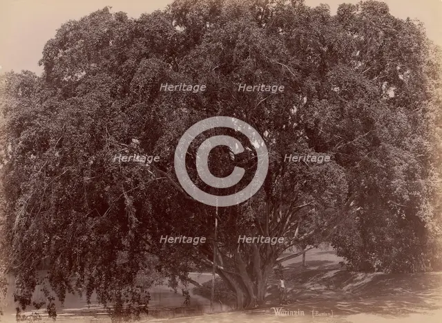 Waringin, (Banyan), 1860s-70s. Creator: Unknown.