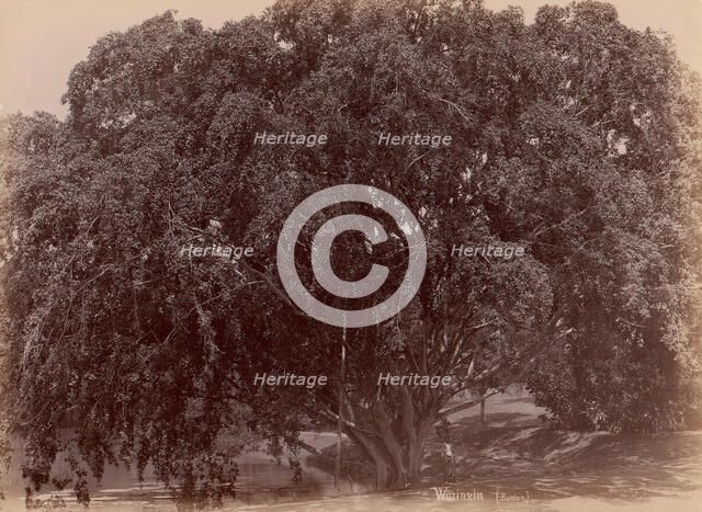 Waringin, (Banyan), 1860s-70s. Creator: Unknown.