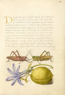 Wart-Biter, Grasshopper, Hyacinth, and Almond, 1561-1562; illumination added 1591-1596. Creator: Joris Hoefnagel