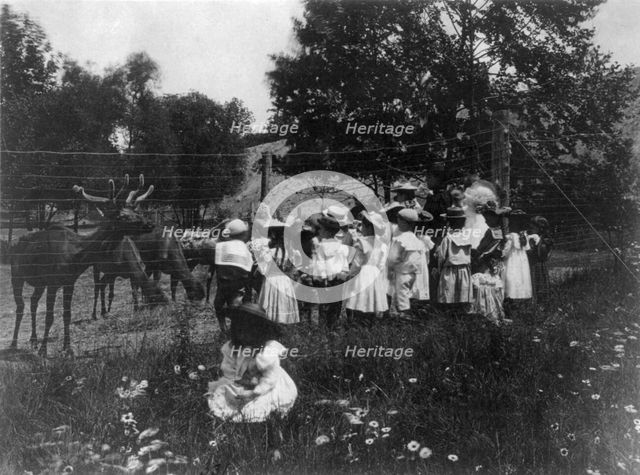 Washington, D.C. public schools - 6th Division class at zoo watching reindeer, (1899?). Creator: Frances Benjamin Johnston.
