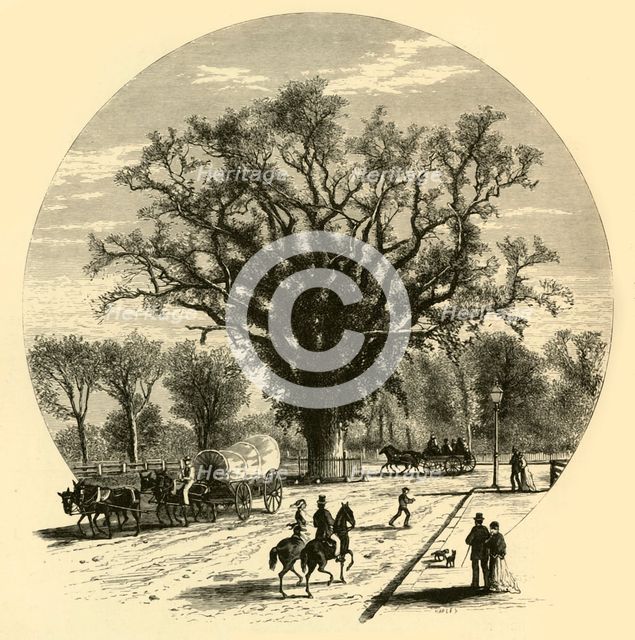 'Washington Elm, Cambridge', 1874.  Creator: John J. Harley.