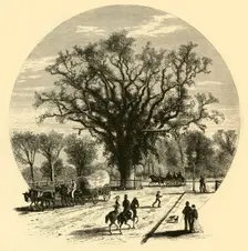 Washington Elm, Cambridge 1874. Creator: John J. Harley