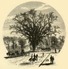 Washington Elm, Cambridge 1874. Creator: John J. Harley