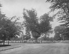 Washington Elm, Cambridge, Massachusetts c1897. Creator: Unknown