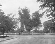 Washington Elm, Cambridge, Massachusetts, USA, c1900. Creator: Unknown