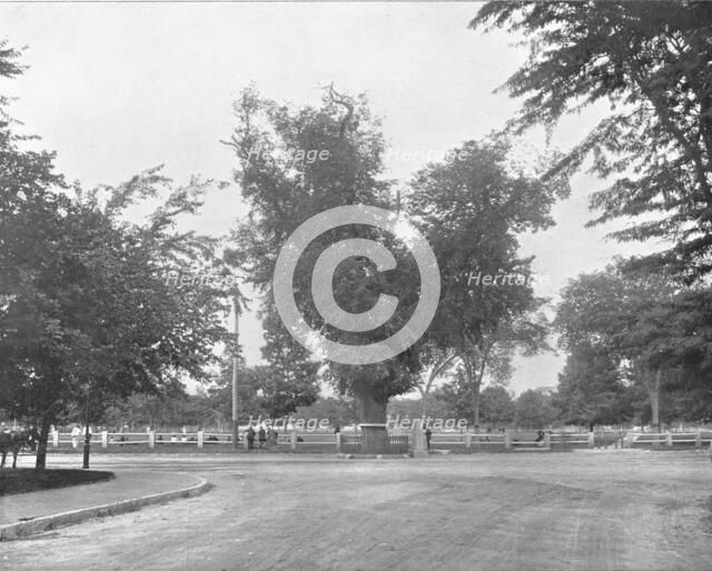 Washington Elm, Cambridge, Massachusetts, USA, c1900.  Creator: Unknown.