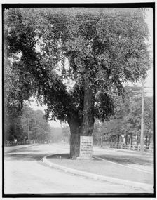 Washington Elm, Cambridge, between 1890 and 1899. Creator: Unknown