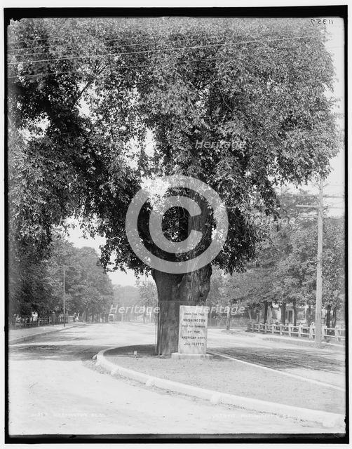 Washington Elm, Cambridge, between 1890 and 1899. Creator: Unknown.