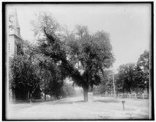 Washington Elm, Cambridge, c1899. Creator: Unknown
