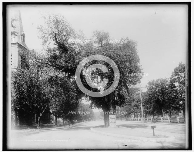 Washington Elm, Cambridge, c1899. Creator: Unknown.