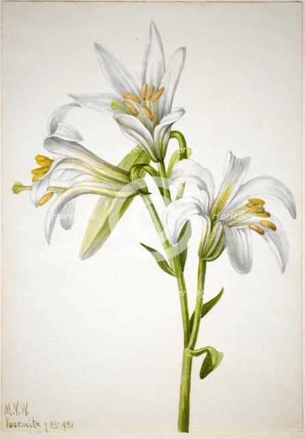 Washington Lily (Lilium washingtonianum), 1933. Creator: Mary Vaux Walcott.