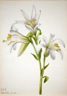 Washington Lily (Lilium washingtonianum), 1933. Creator: Mary Vaux Walcott