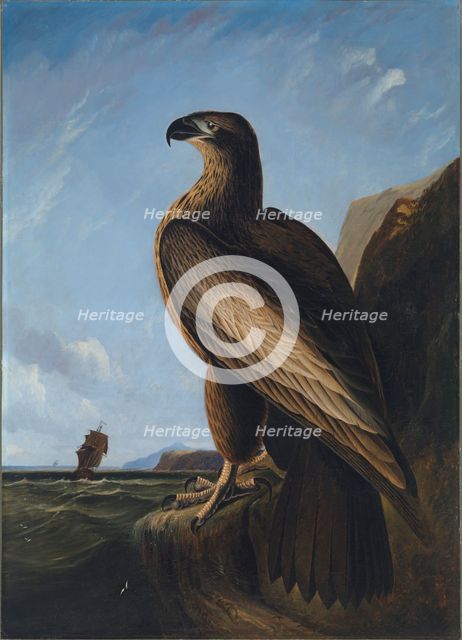 Washington Sea Eagle, ca. 1836-1839. Creator: John James Audubon.