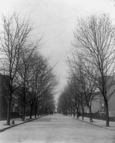 Washington Street shade trees, between 1890 and 1950. Creator: Frances Benjamin Johnston