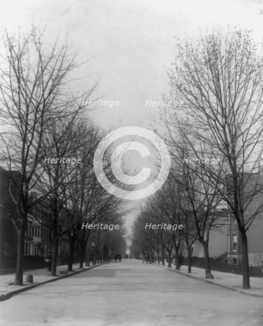 Washington Street shade trees, between 1890 and 1950. Creator: Frances Benjamin Johnston.