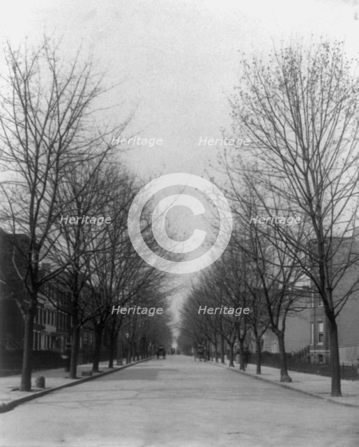 Washington Street shade trees, between 1890 and 1950. Creator: Frances Benjamin Johnston.