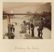 Washing Tea Leaves, about 1873-1883. Creator: Shinichi Suzuki I