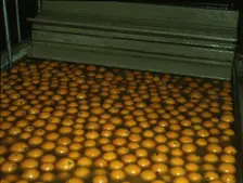 Washing oranges at an orange packing co-op, Redlands, Calif. , 1943. Creator: Jack Delano