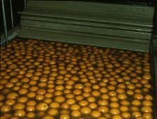 Washing oranges at an orange packing co-op, Redlands, Calif. , 1943. Creator: Jack Delano
