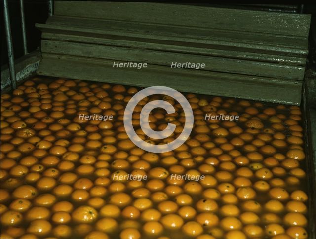 Washing oranges at an orange packing co-op, Redlands, Calif. , 1943. Creator: Jack Delano.