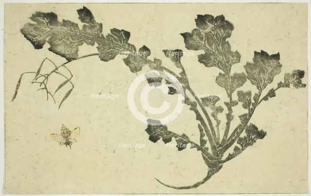 Wasp and turnip stalk, from "The Picture Book of Realistic Paintings of Hokusai..., Japan, c. 1814. Creator: Hokusai.