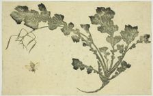 Wasp and turnip stalk, from "The Picture Book of Realistic Paintings of Hokusai..., Japan, c. 1814. Creator: Hokusai