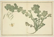 Wasp and turnip stalk, from "The Picture Book of Realistic Paintings of Hokusai...", Japan, c. 1814. Creator: Hokusai