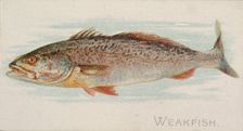 Weakfish, from the Fish from American Waters series (N8) for Allen & Ginter Cigarettes Bra..., 1889. Creator: Allen & Ginter